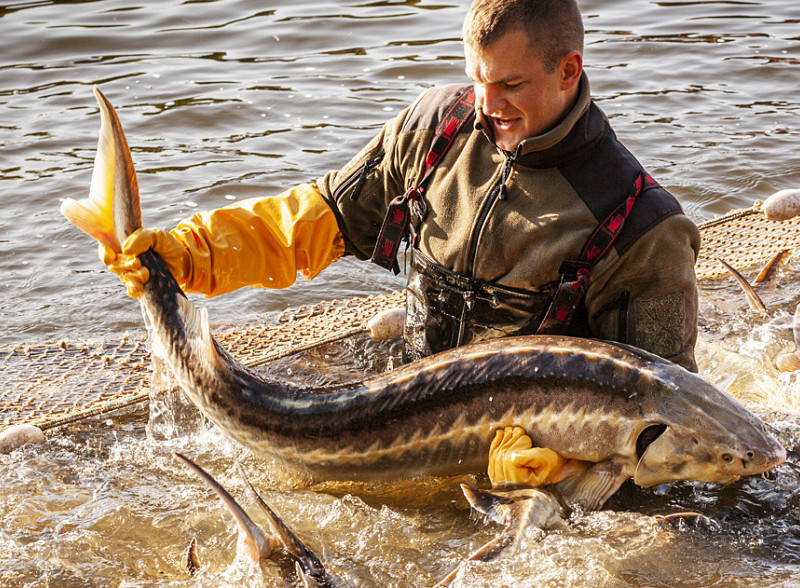 Novo v ponudbi: Antonius Caviar