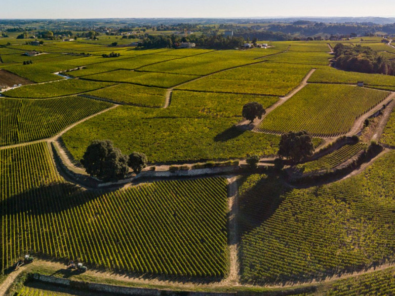 En Primeur 2024 - spoznaj kaj ti letnik prinaša