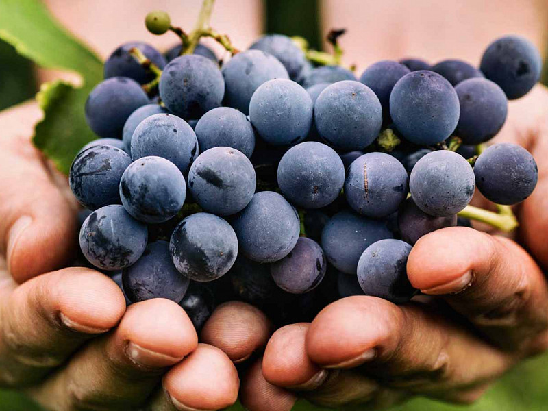 Syrah Ali Shiraz?  Plemenita sorta z bogato zgodovino in raznolikimi izrazi